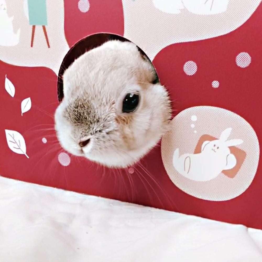 Animan Playing House For Rabbits