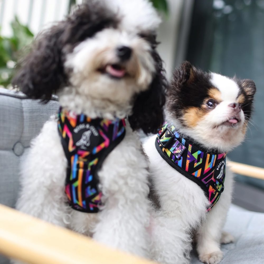 Boss & Olly Adjustable Dog Harness (Aztec Rainbow)