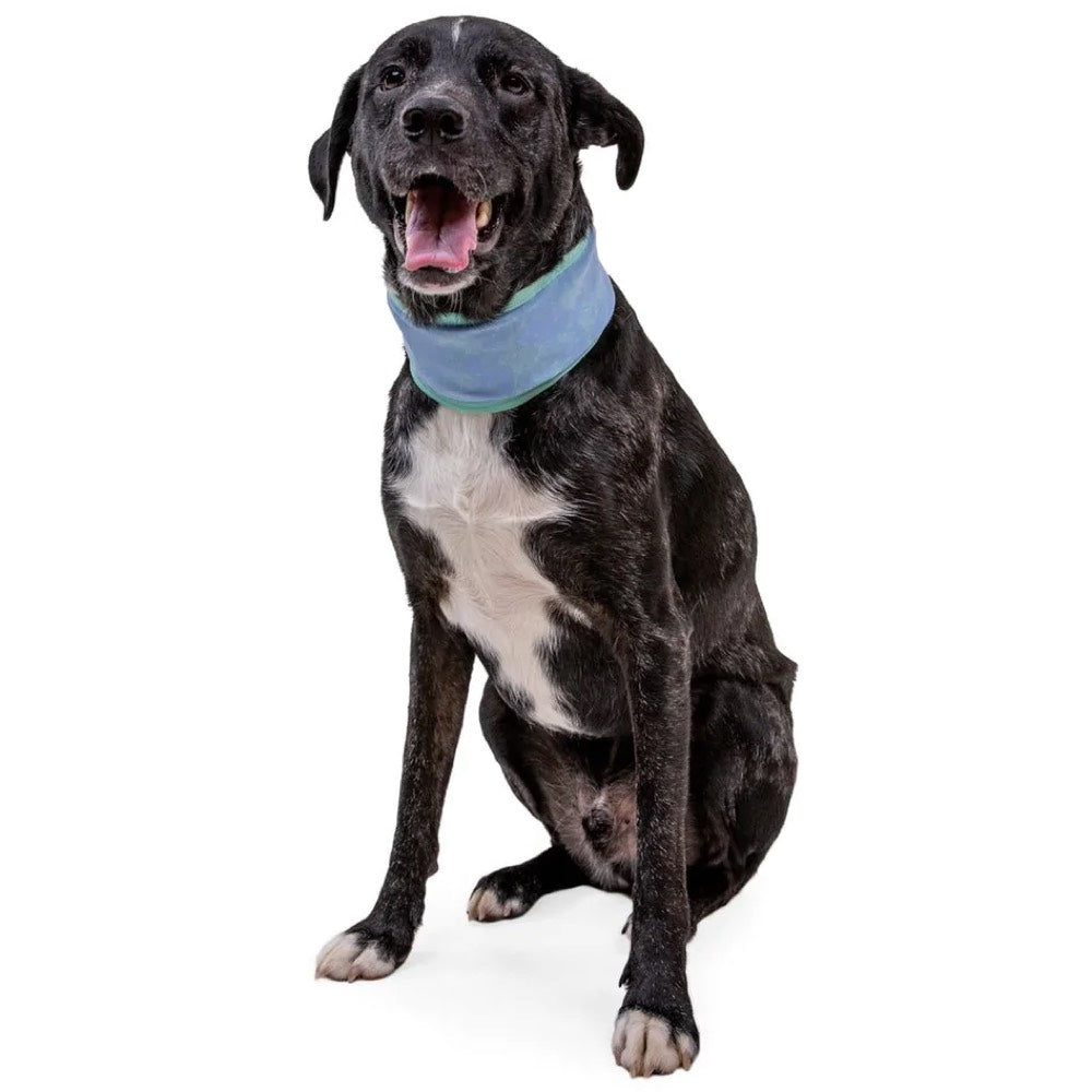 Ruffwear Swamp Cooler Reversible Cooling Dog Neck Gaiter (Aurora Teal/Heliotrope Purple)